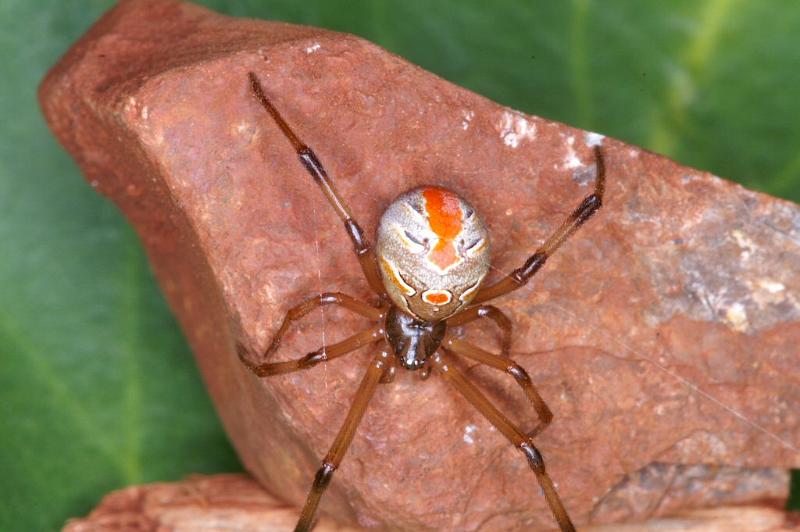 Latrodectus_hasselti_D3494_Z_84_E. of Nuendah homestead_Australie.jpg